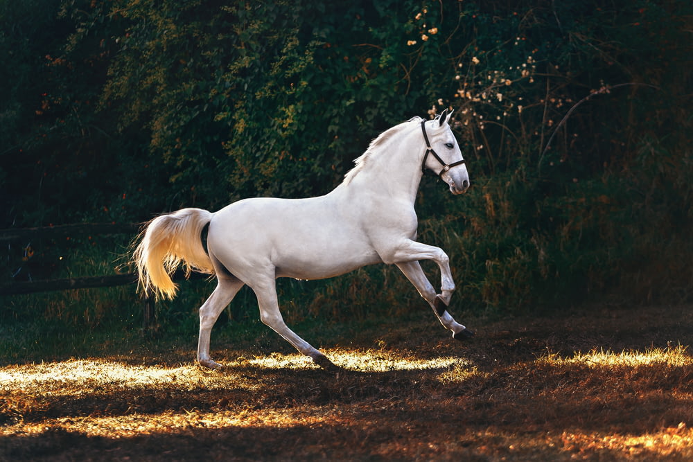 Weißes Pferd läuft auf Rasen