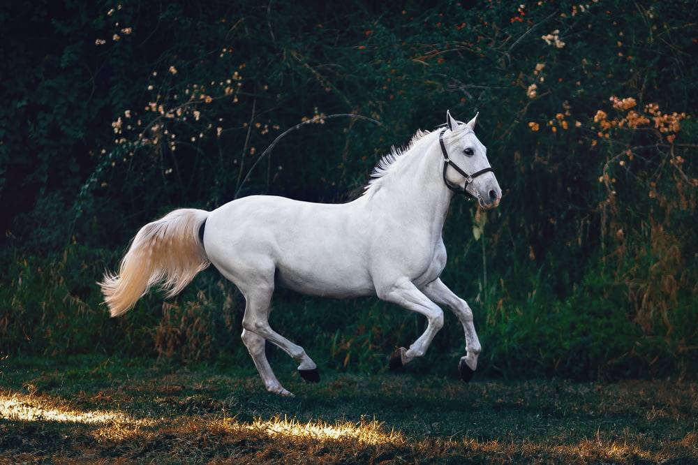 Laufendes weißes Pferd