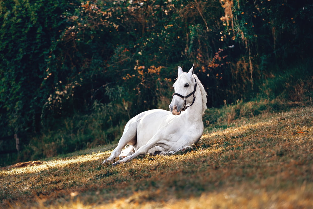 white horse lying on brown and green grass