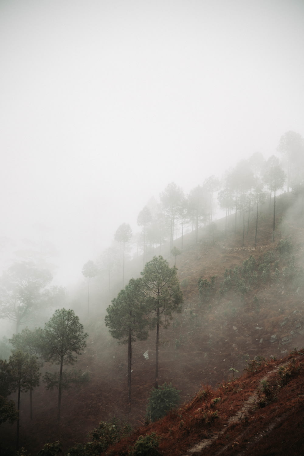 Bäume auf einem Hügel mit Nebel