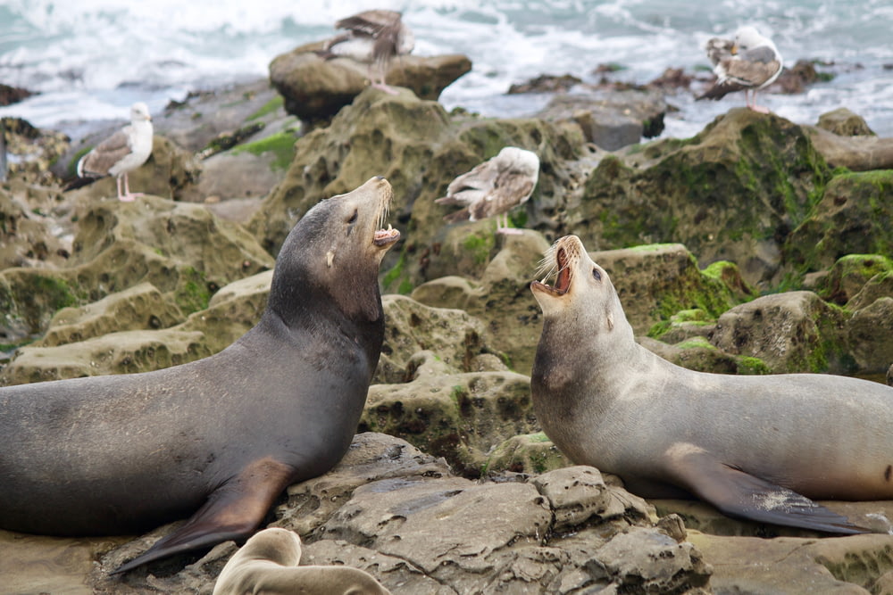 two sealions on brown rocks