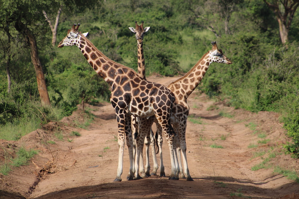 three brown giraffe standing on road during daytime