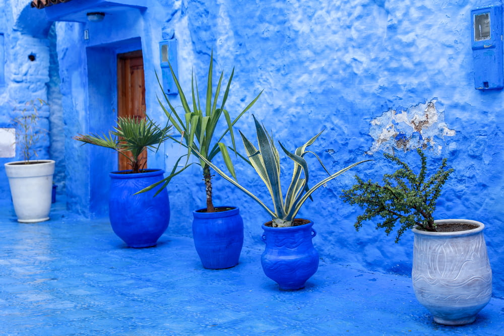 assorted potted plants in blue and gray clay pots near blue concrete wall