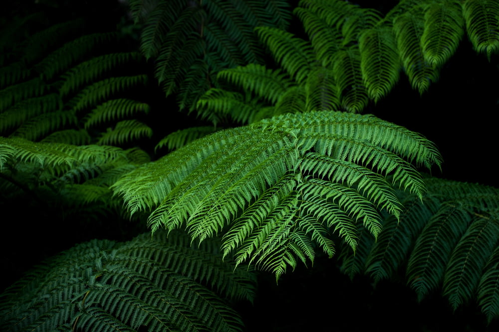fern plant with black background