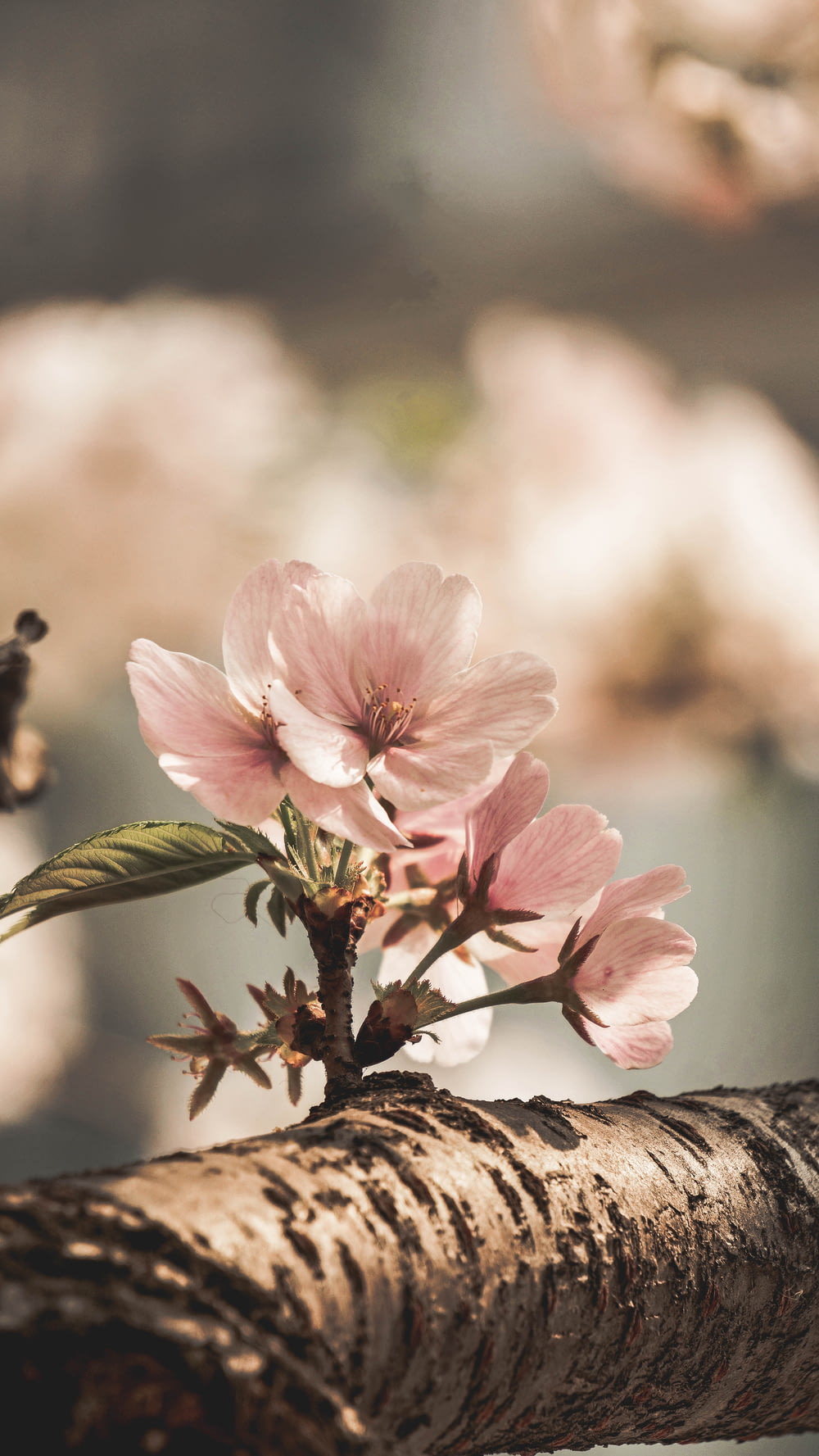 咲き誇るピンクの花のセレクティブフォーカス撮影