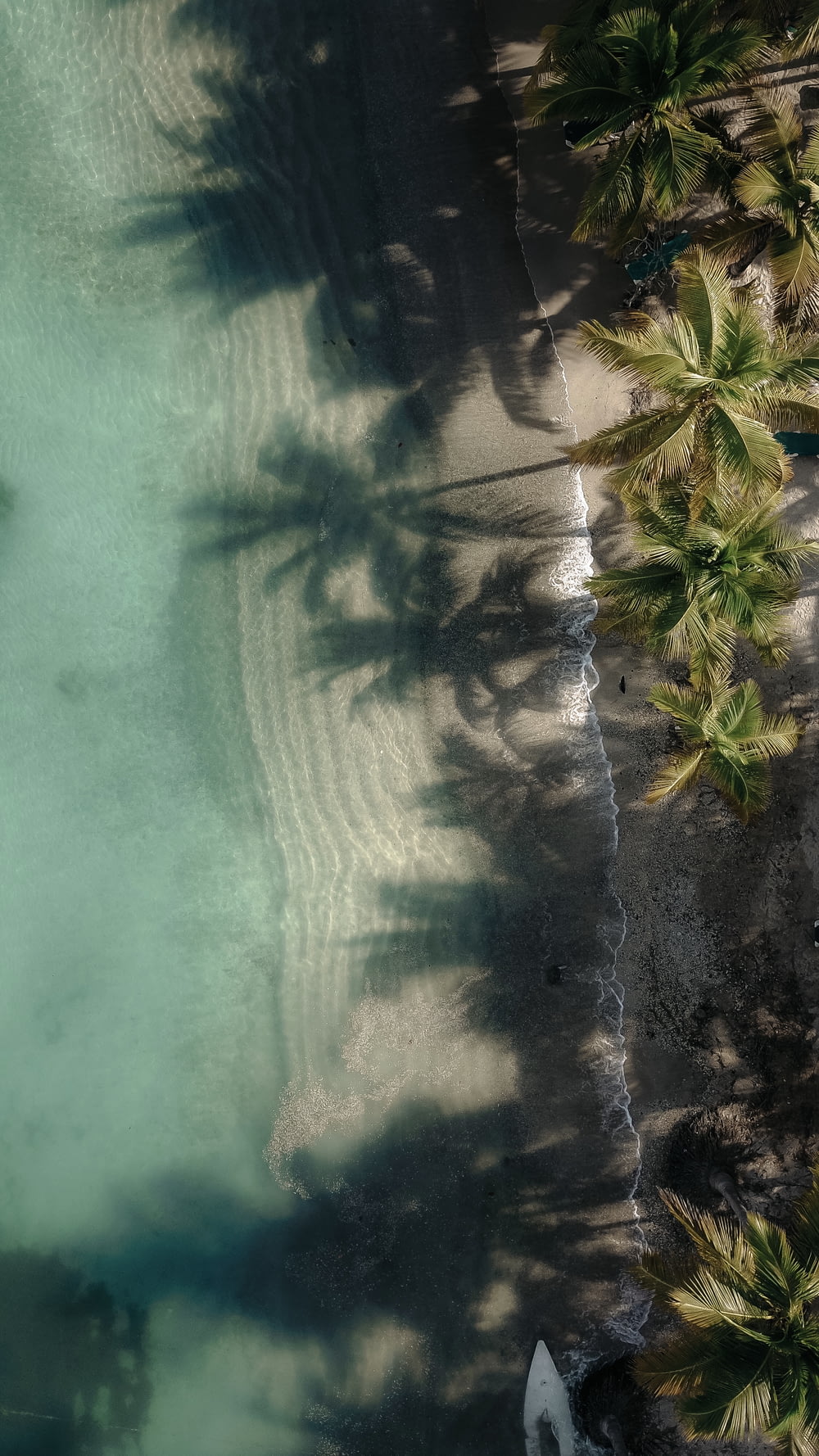 Luftaufnahme von grünen Kokospalmen in der Nähe eines Gewässers