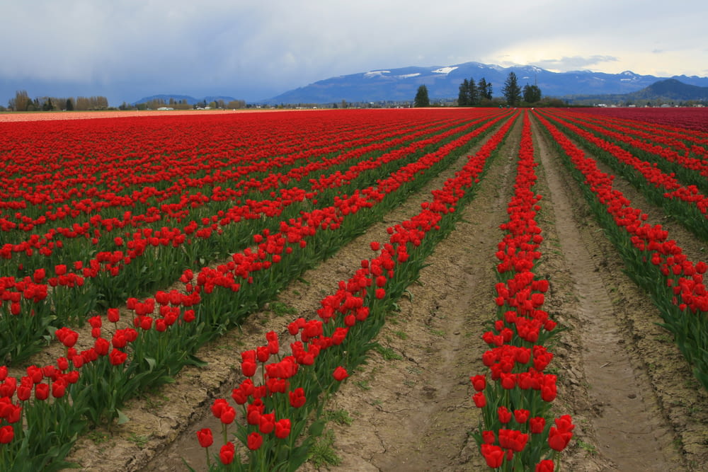 blooming red flowers on field