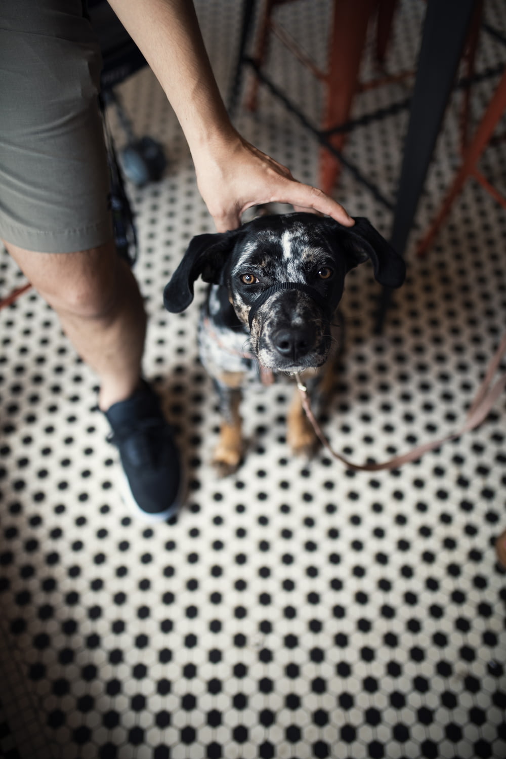 short coated brindle dog sitting on black and white polka-dot carpet