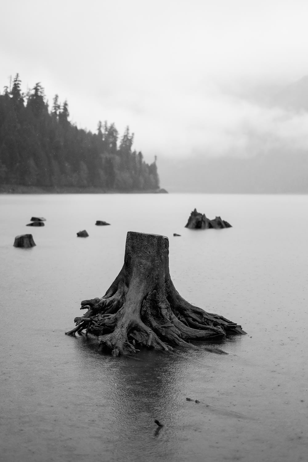 tree floating on body of water