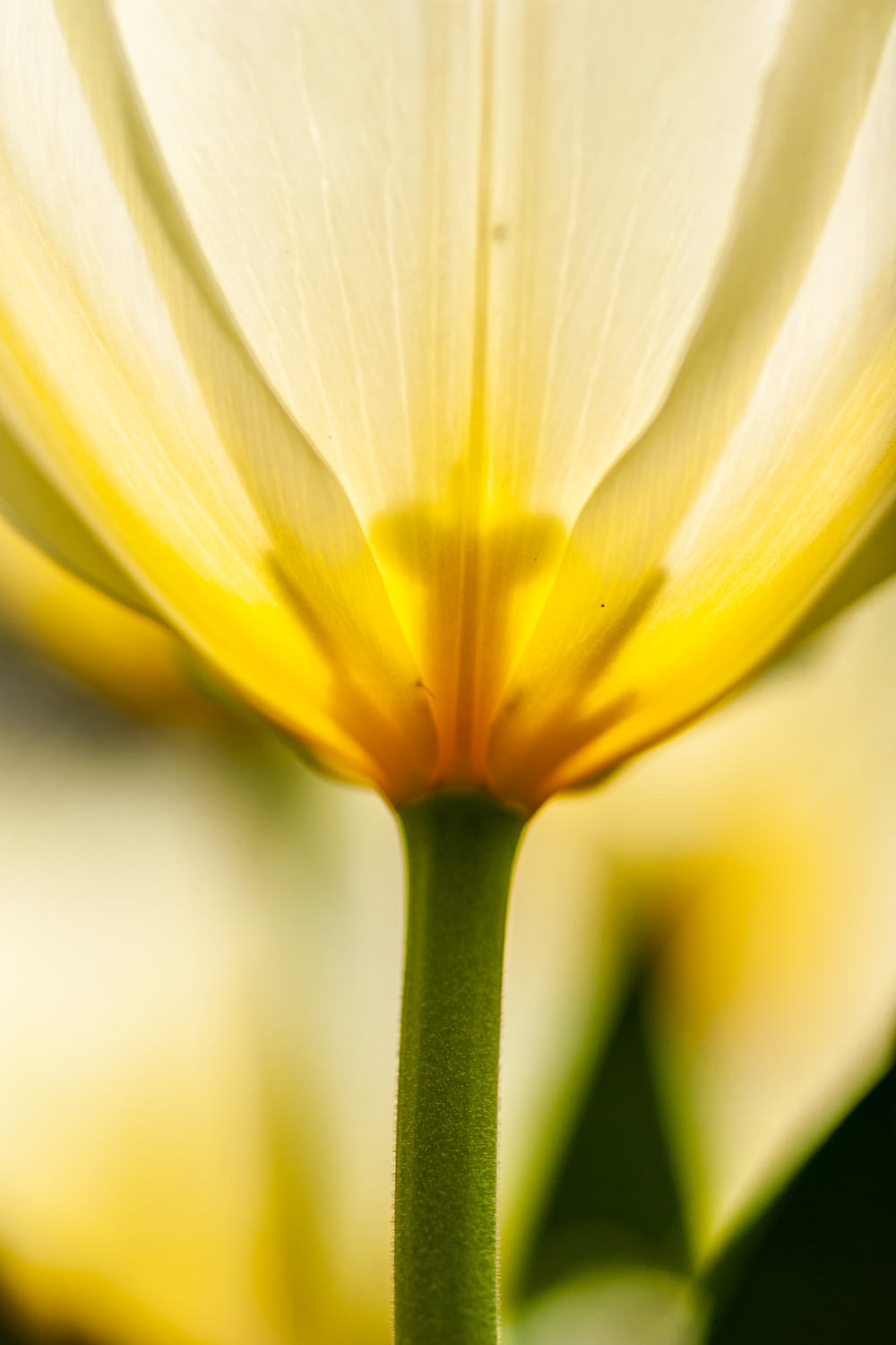 selective focus photography of yellow and white flower