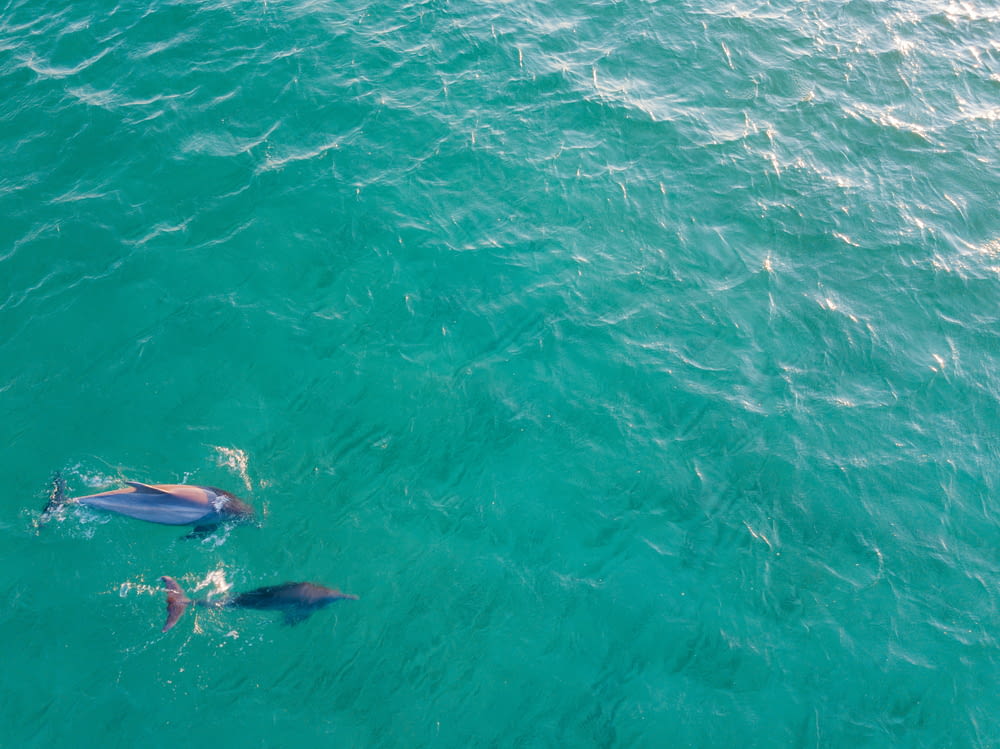 Dauphins sur l’océan