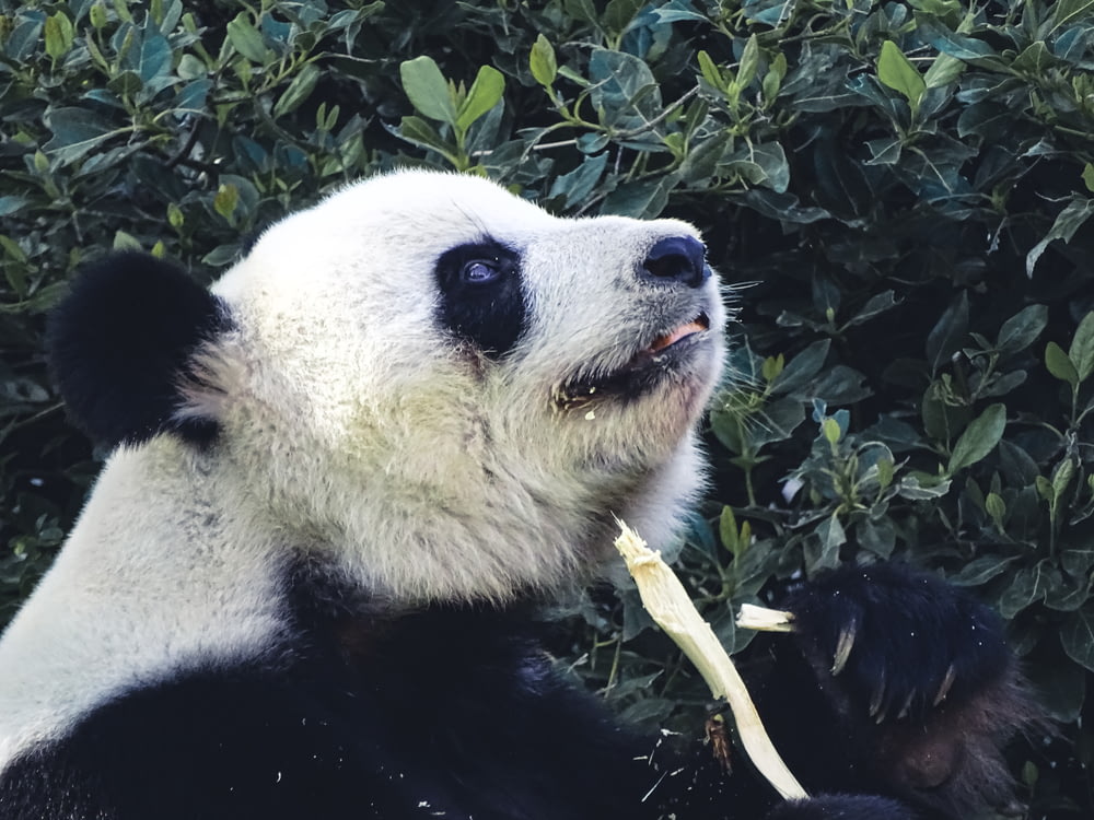 a black and white panda eating a bamboo stick
