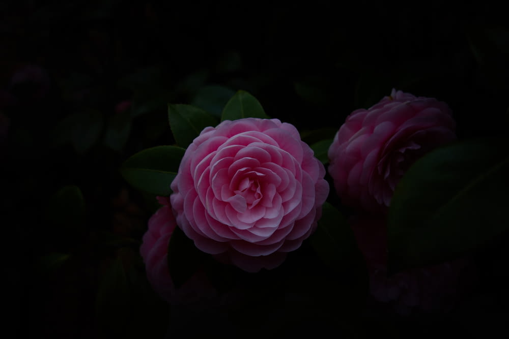 two pink roses