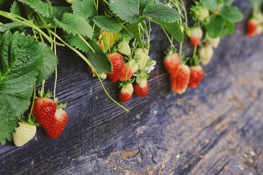 strawberries plant in pot