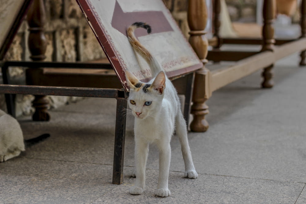 white kitten standing near wooden frame
