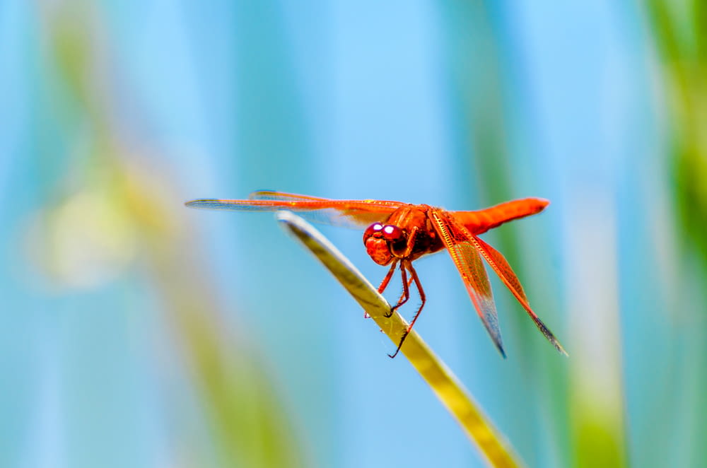 Photographie sélective de la libellule rouge