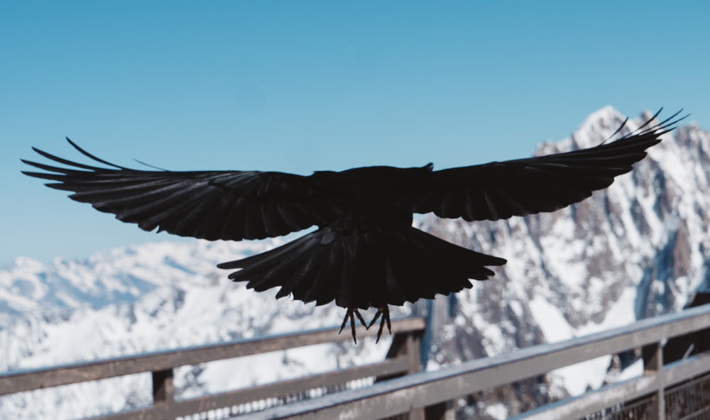 black bird flying