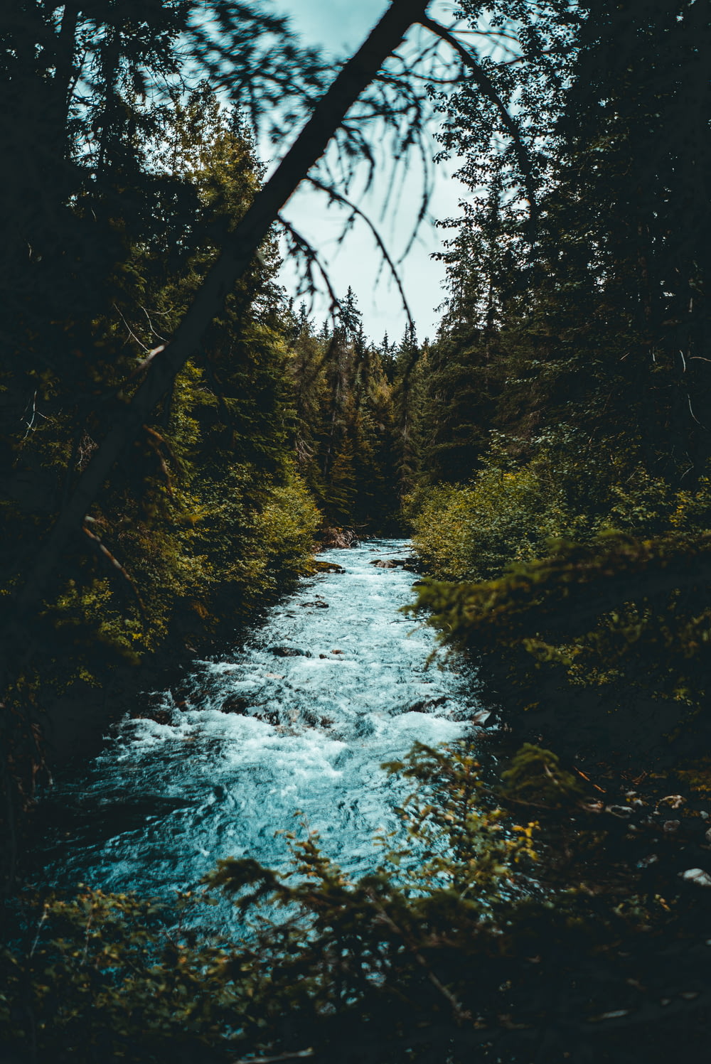 river in between forest