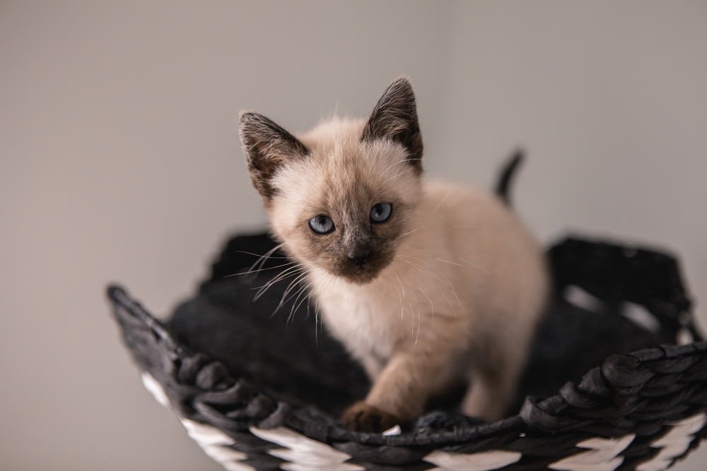 gattino bianco a pelo corto su cesto nero