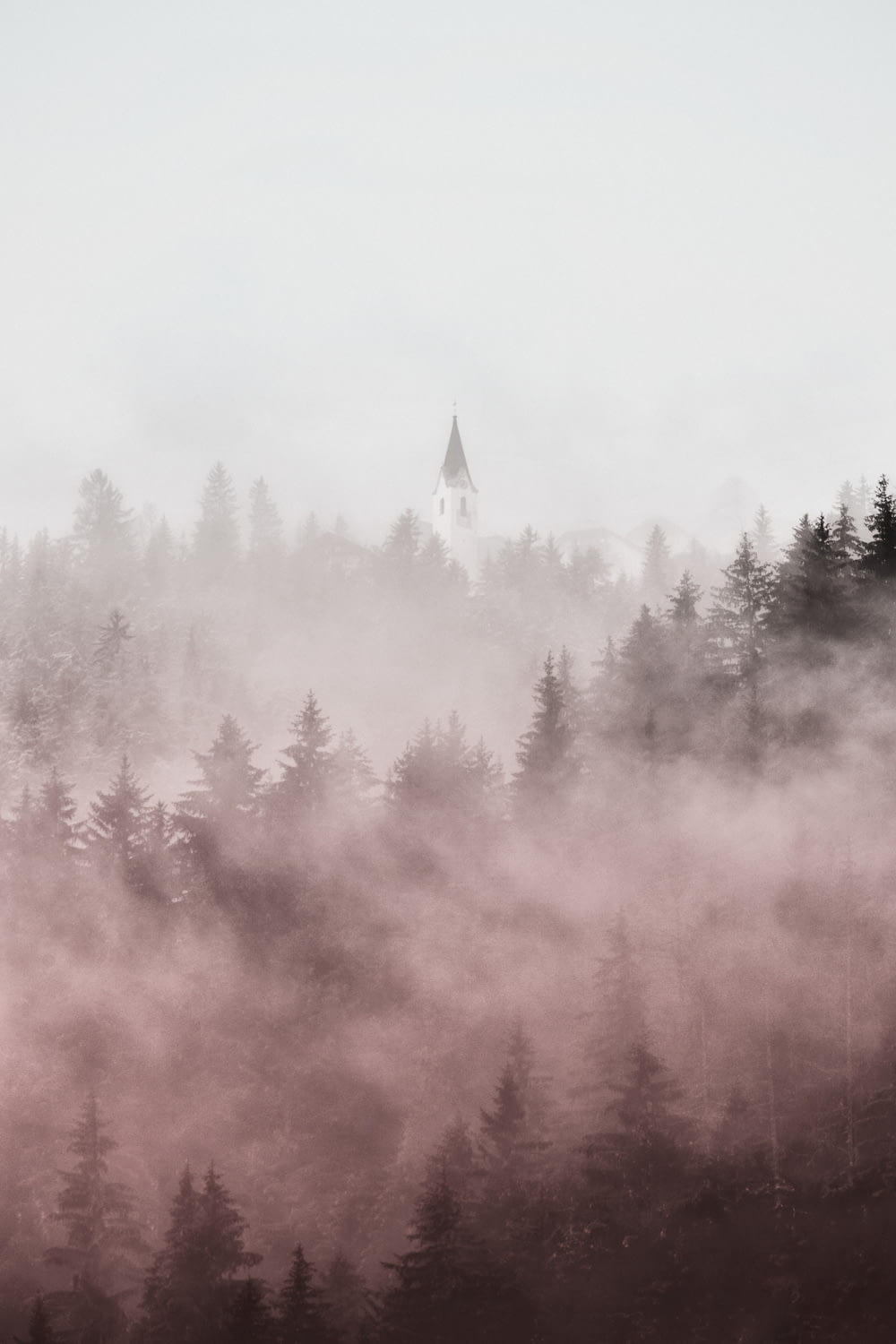 pine trees covered in fogs