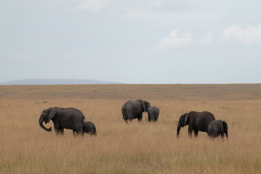 grupo de elefantes en la hierba marrón; d