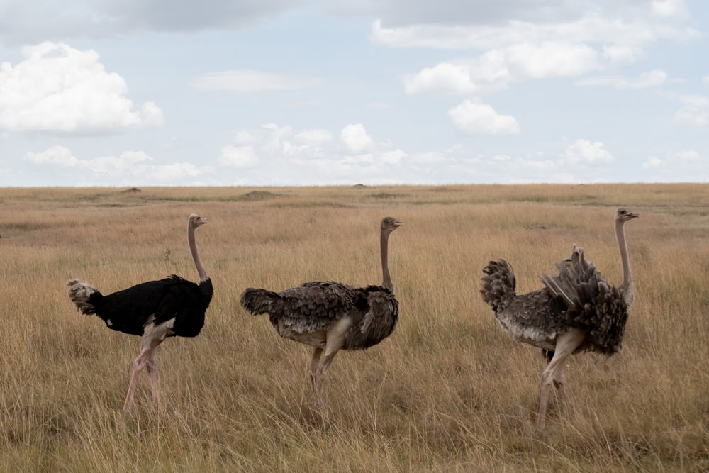 Tres avestruces negras en el campo