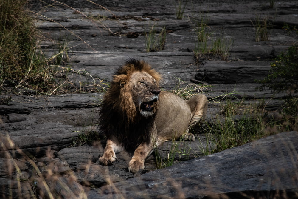 león adulto acostado en la roca