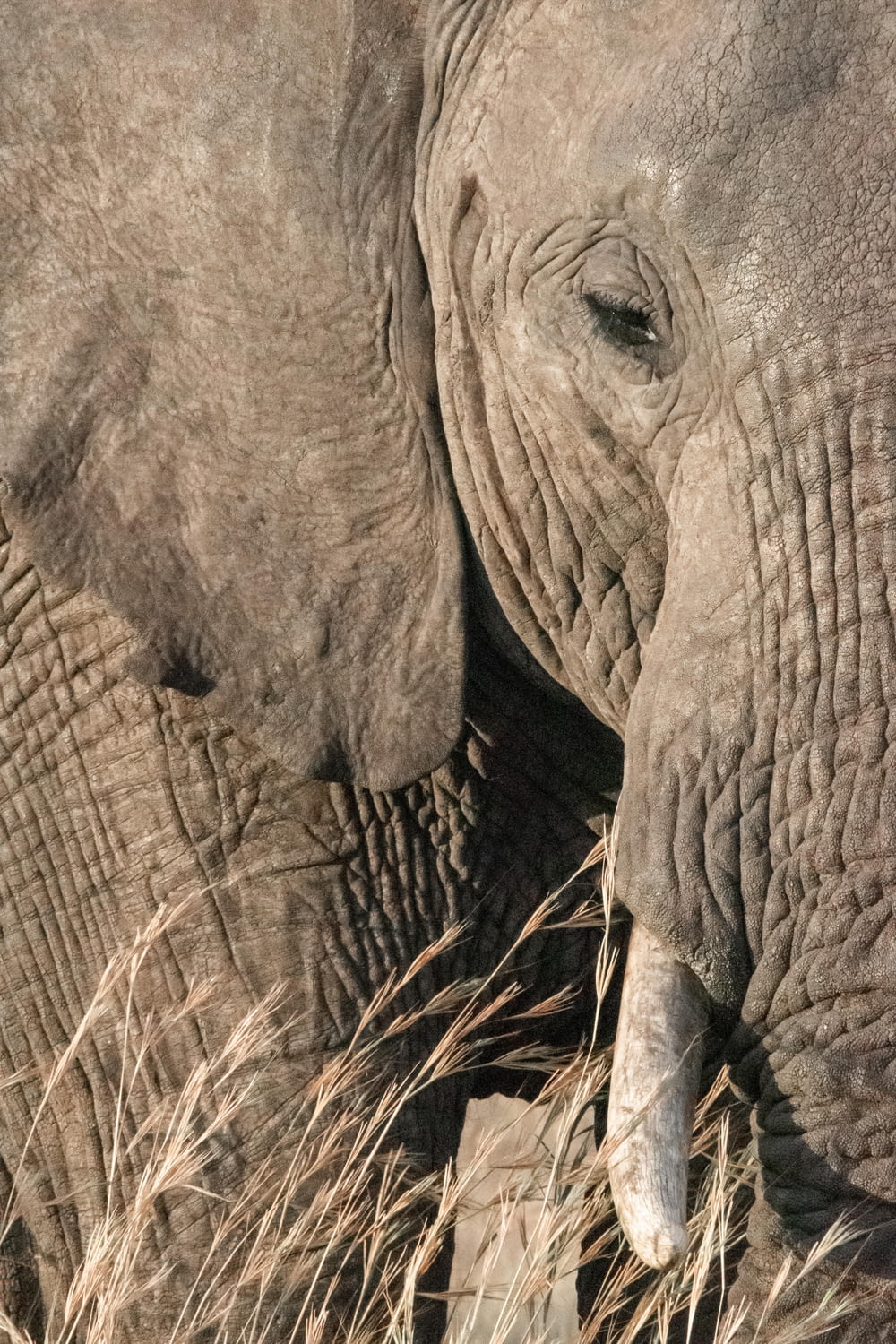 Fotografía de primer plano de la cara del elefante