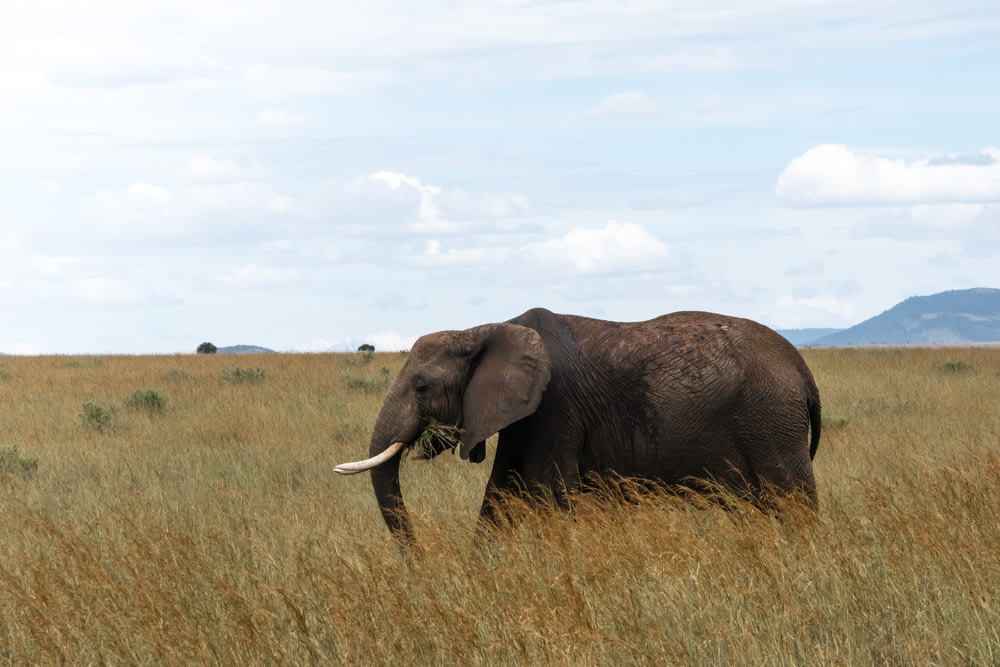 Elefante marrón en el campo