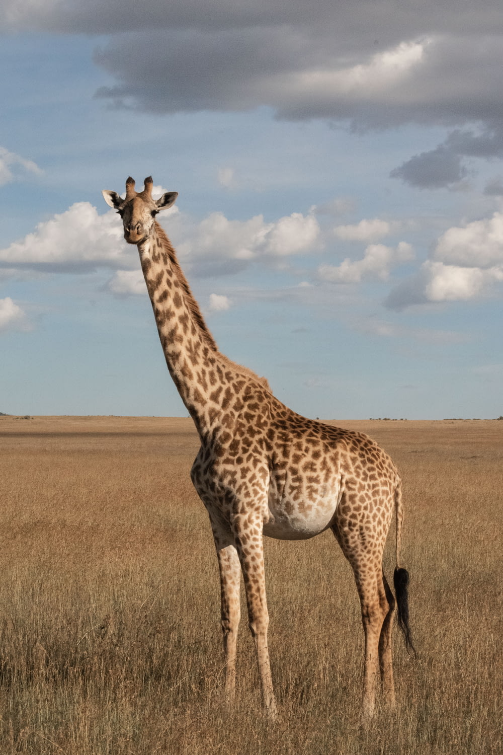 giraffe standing on grass