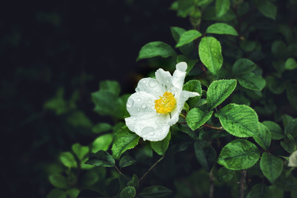 fiore dai petali bianchi nella fotografia ravvicinata