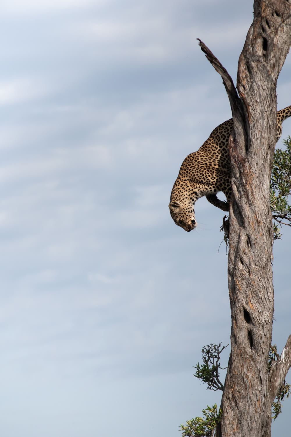 leopardo marrón en el árbol