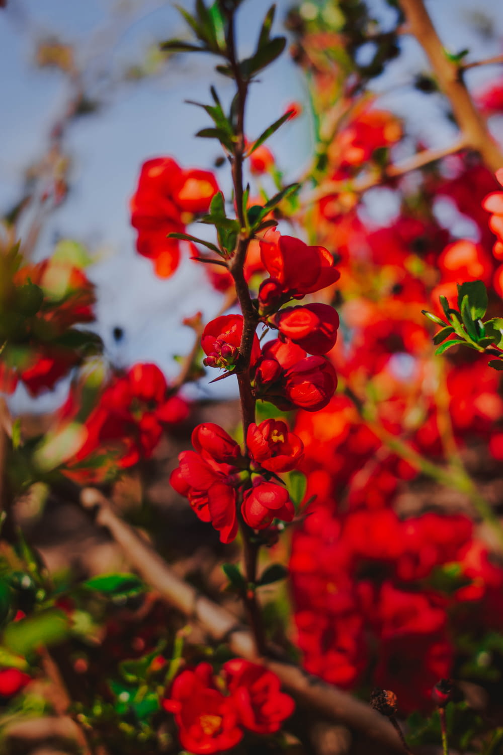 red petaled flowers in close-up photo