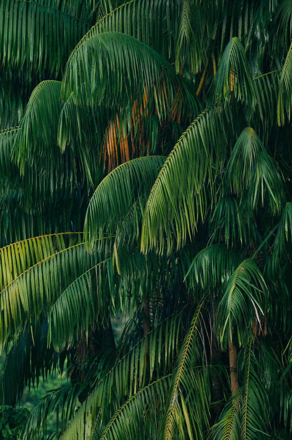 緑のココナッツの木