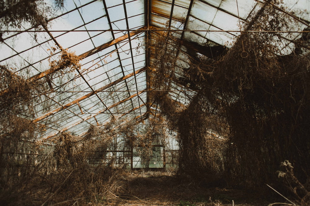 a greenhouse with vines growing inside of it
