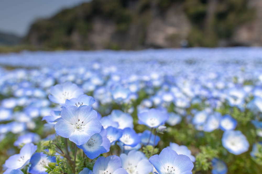 Selektive Fokusfotografie von blau-weiß blättrigen Blumenfeldern bei Tag
