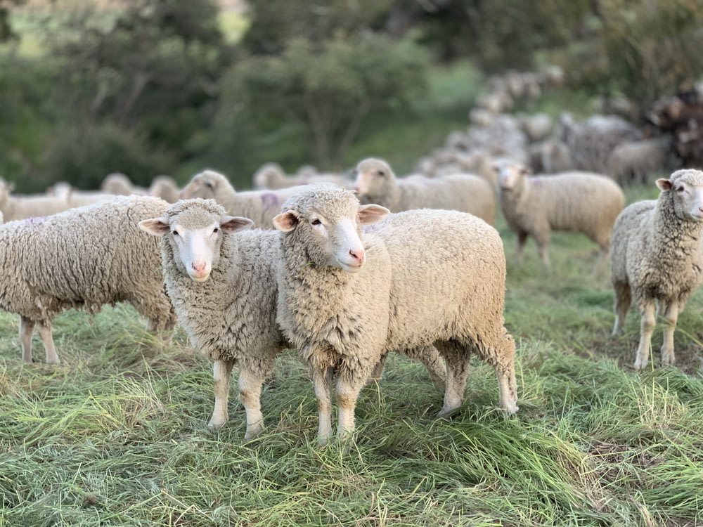 um rebanho de ovelhas em pé no topo de um campo verde exuberante