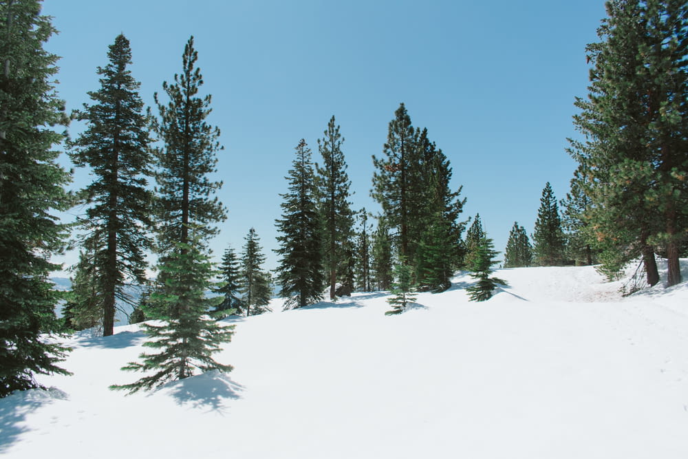 a group of pine trees in the snow