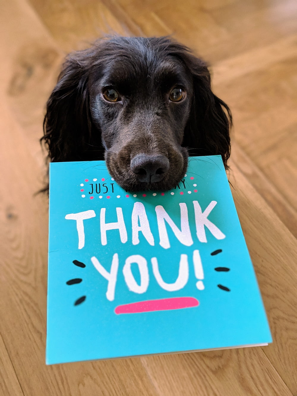 perro mordiendo papel de correo de agradecimiento