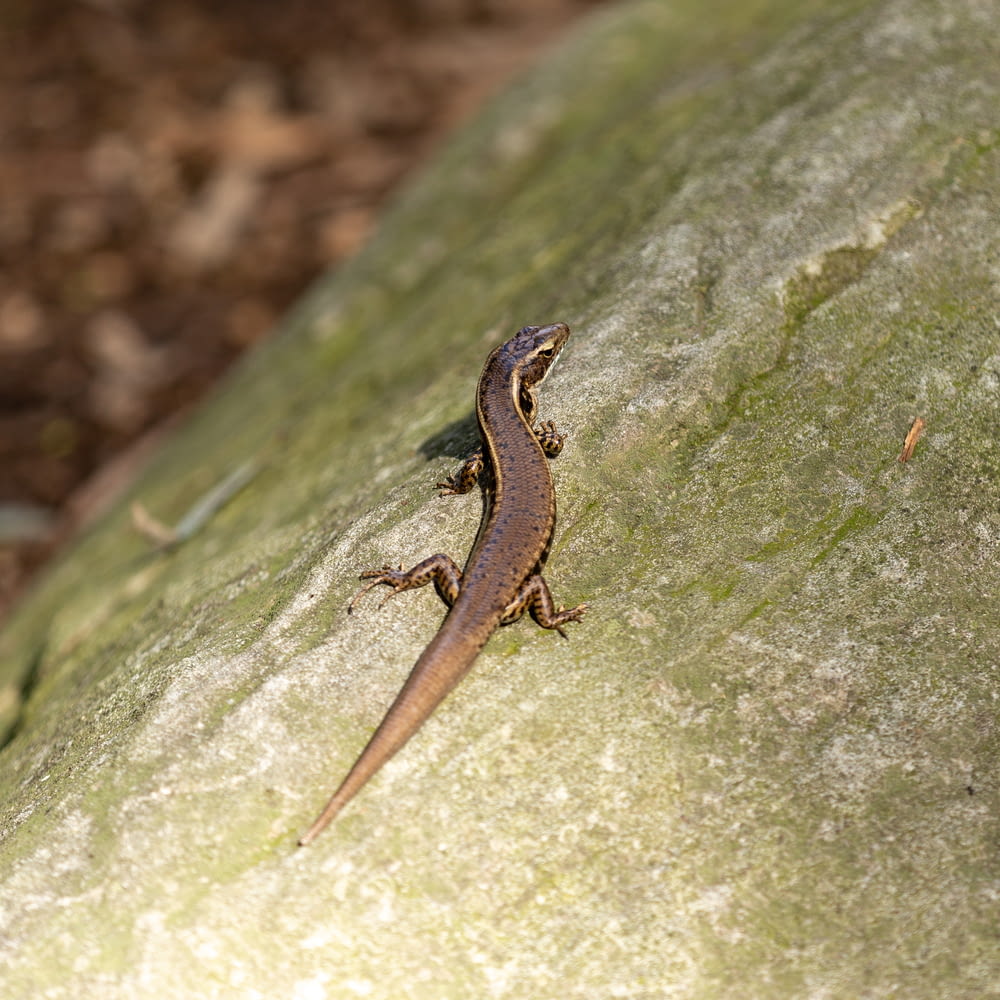 brown lizard on green rock