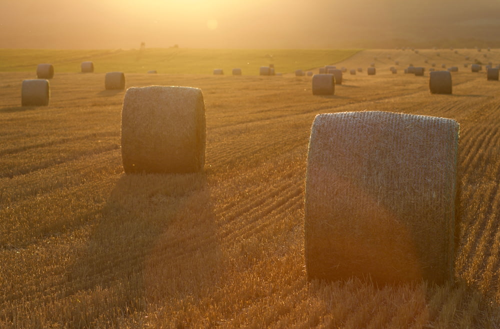rolled hay bales at field
