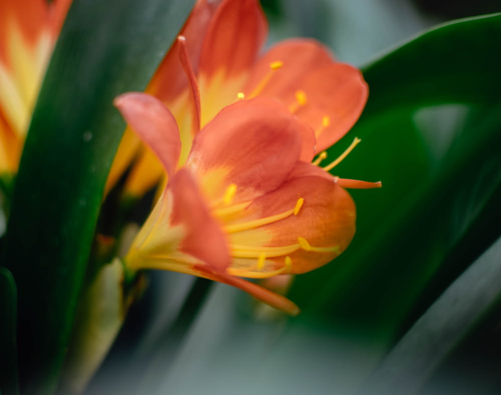 fleur aux pétales orange et jaune
