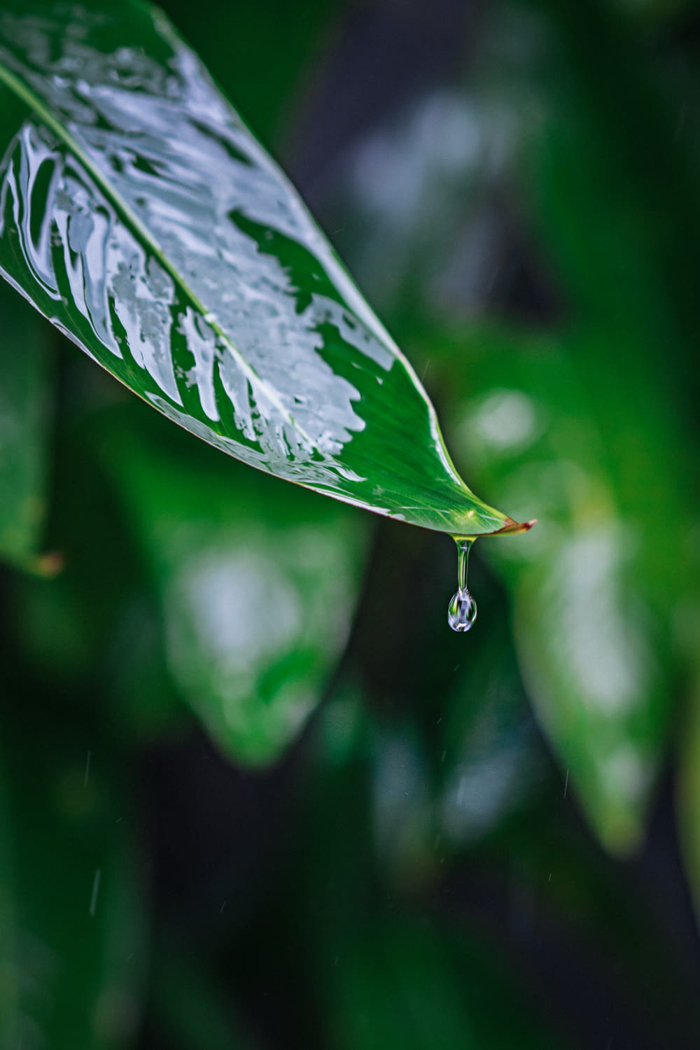 water drop about to fall from green leaf plant