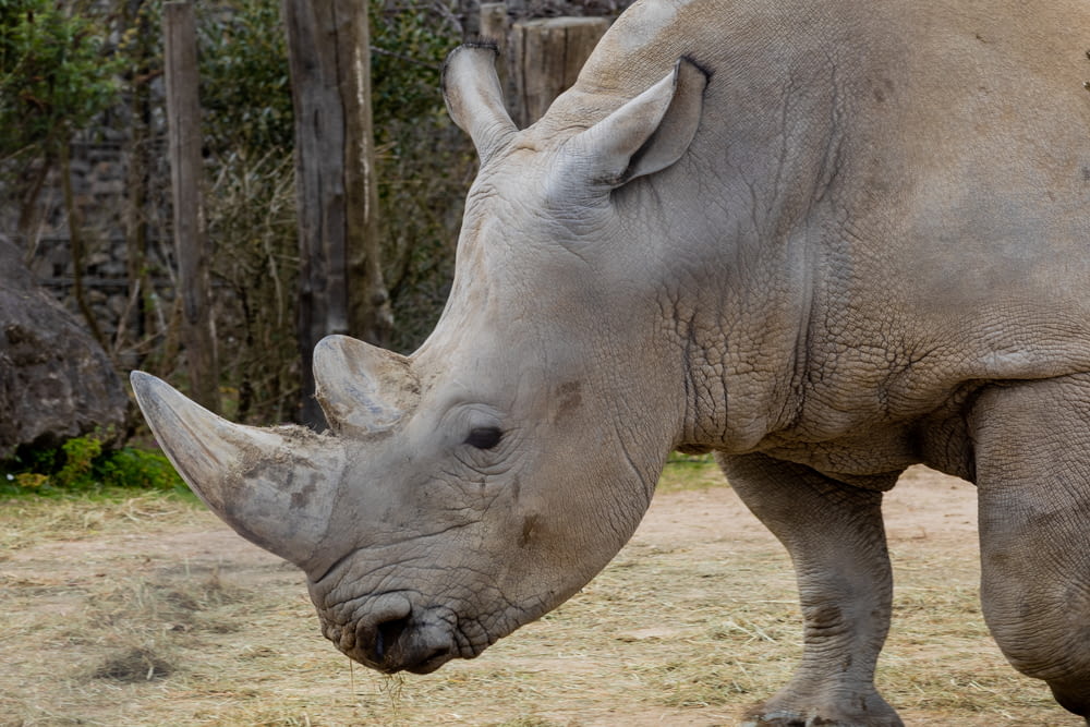 Foto de enfoque superficial de rinoceronte gris