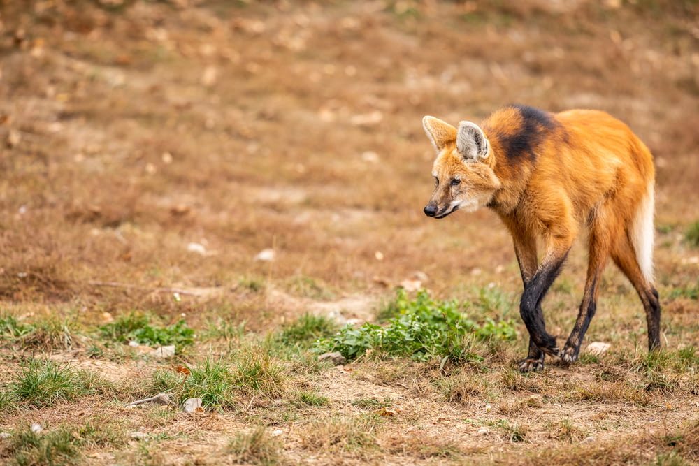 brown fox animal walking