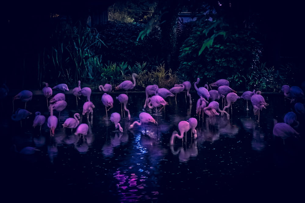 flock of swan on body of water