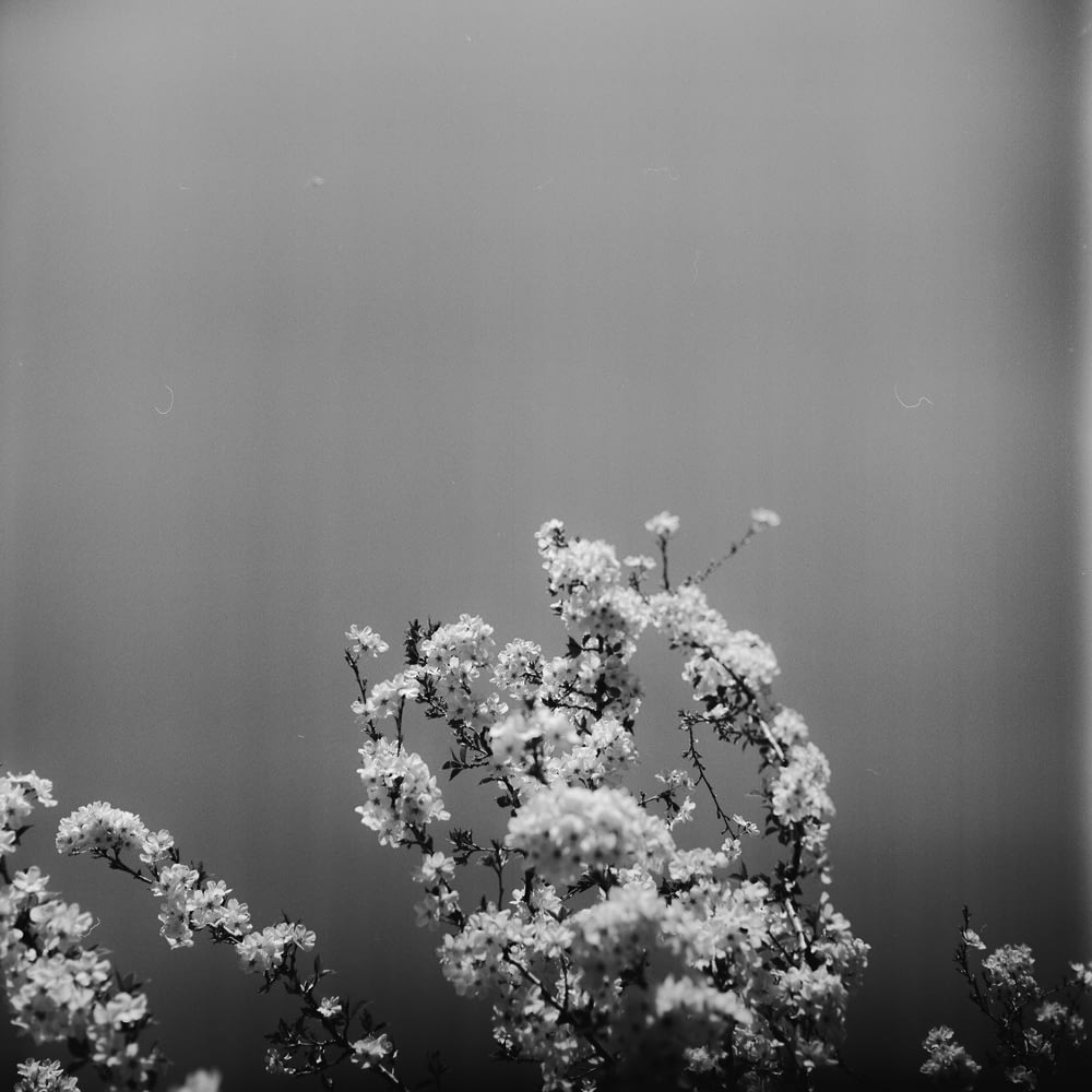 grayscale photography of petaled flower