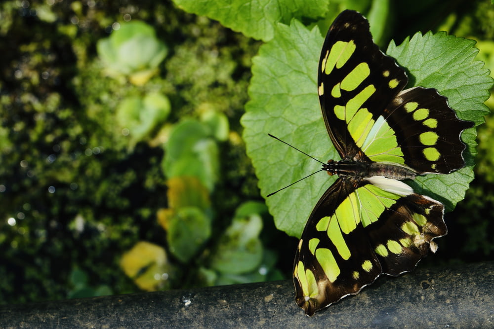 green and black butterfly on leaf