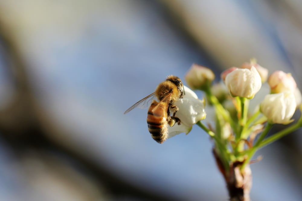 Fotografia a fuoco selettiva dell'ape sul fiore