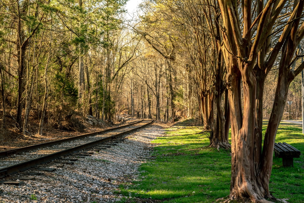鉄道の脇にある茶色と緑の背の高い木々
